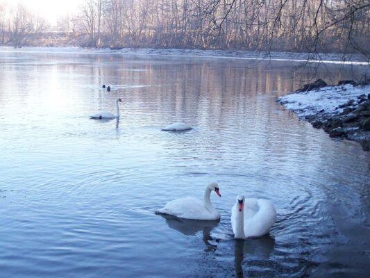 Am Morgen Schwäne See Eis 31.12.25