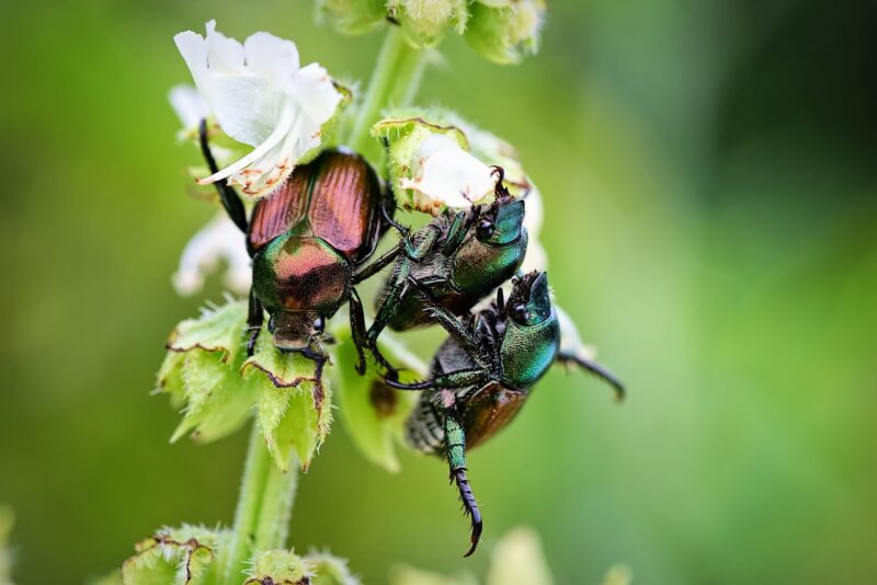 june-bugs-3622330_1280