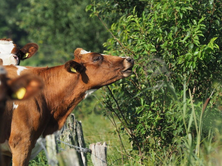 P9213684.jpg.41cae2719008f2518707d535e28a0e0e