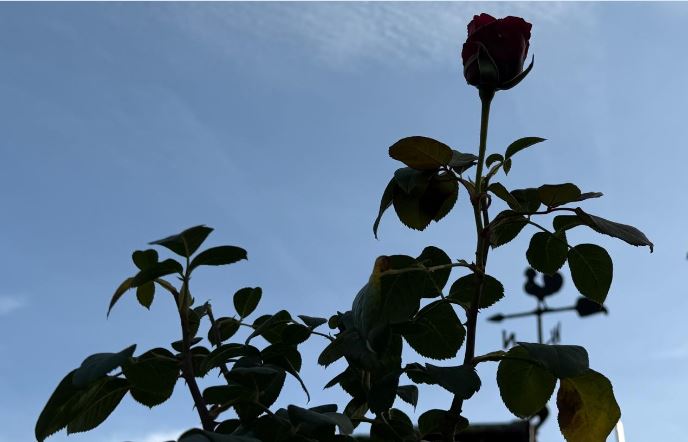 DIE LETZTE ROSE