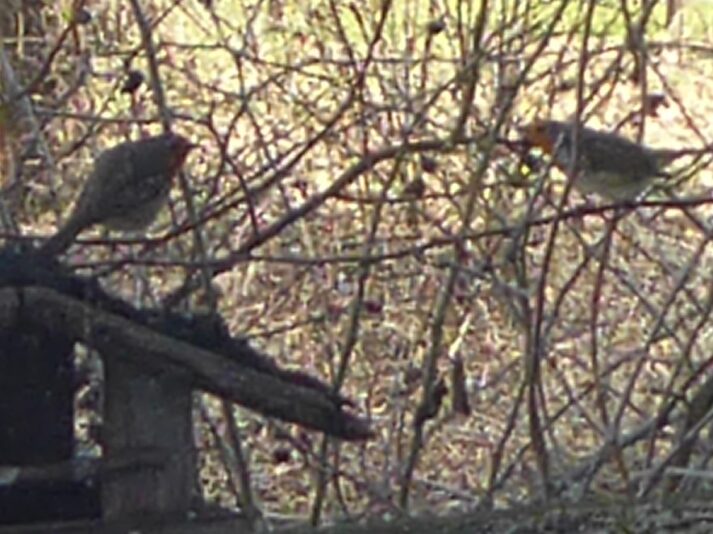 ob Mann o. Frau Rotkehlchen,5.3.21 links...z.ersten Mal dabei... (3)