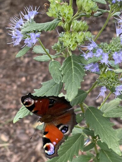 F959AC6A-5601-4E04-A4B7-E43BDE31F8B1