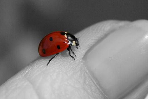 paulo-coelho-may-we-be-forgotten