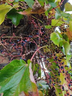 IMG_20221106_125803~2