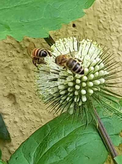 217097115_174991721281175_2661381760248117066_n