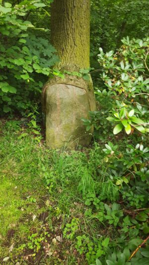 Baum und Stein