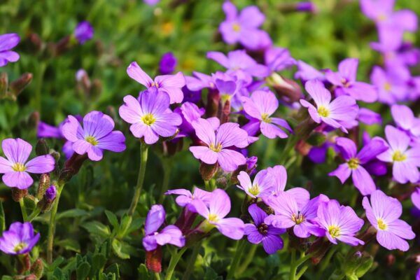 Frühlingsblüten 2.5.26