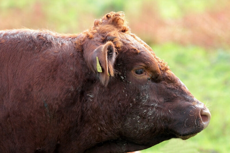 Bulle1.jpg.a8269b22ca6a9d9d84780b77bfd4068b