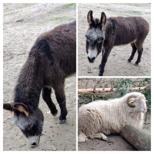 20250207_171120-COLLAGE