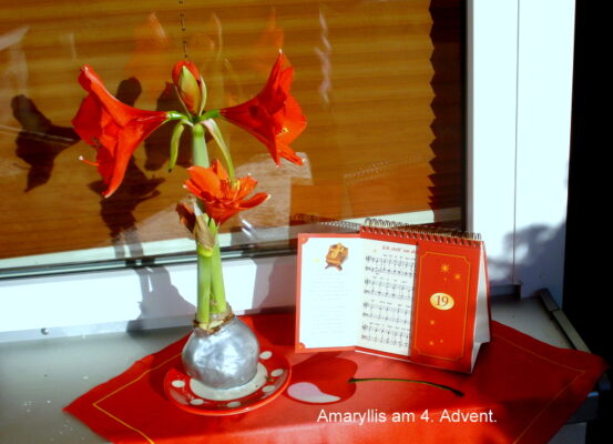 Amaryllis am 4. Advent.