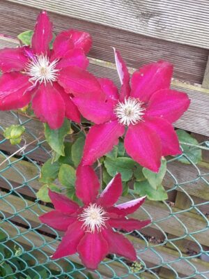 20200530_173331 (Klein)