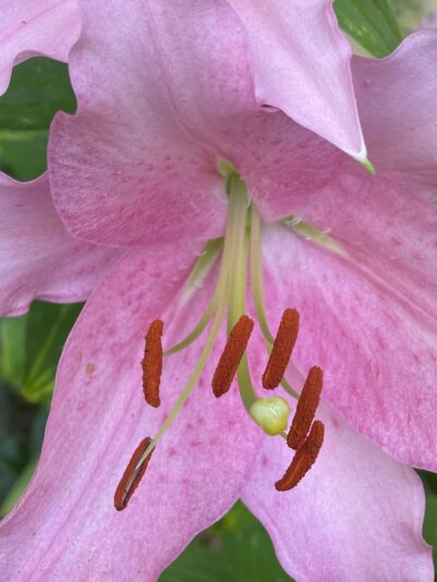 C3ADA24B-DA56-4DD5-A779-EE88F905E452