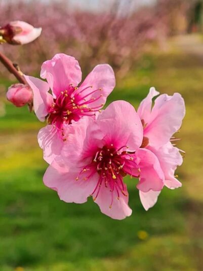 156602271_523594771946478_803961946399745901_n