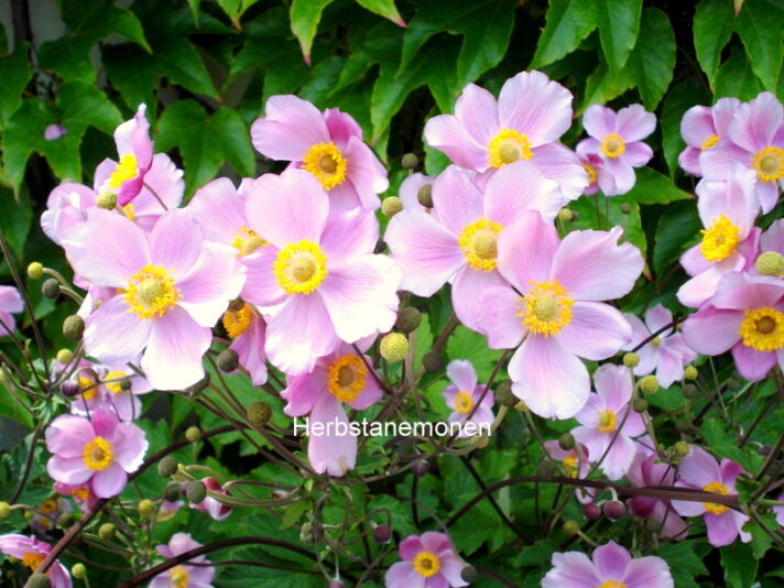 Herbstanemonen