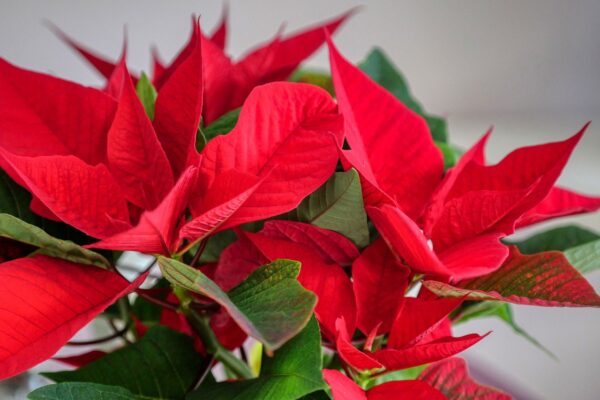 Advent Weihnachtsstern 29.11.25