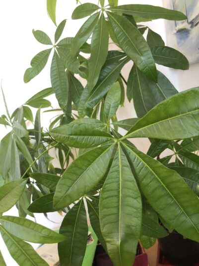 FB90025D-7258-49B3-85A4-9C87E04FBBC9