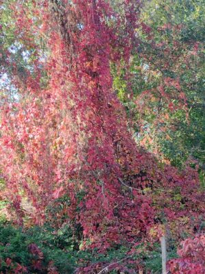 IMG_20221017_115300872