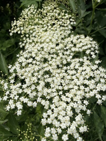 B0FA542F-A83C-41CD-ADF6-AEA47C05FBFB