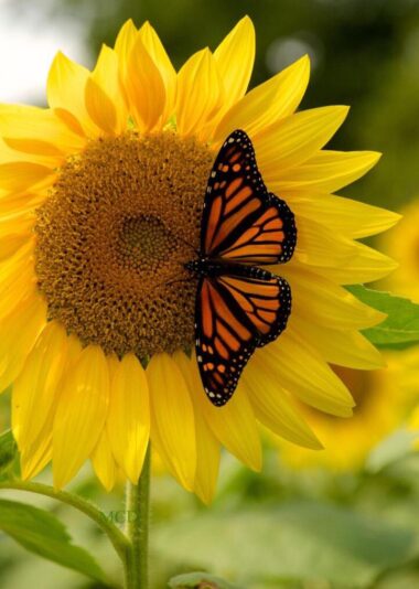 175672860_2958711404366657_4738447688948510242_n