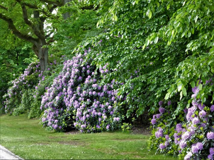 2022-05-25 Rhododendronblüte Ohlsdorf (2)