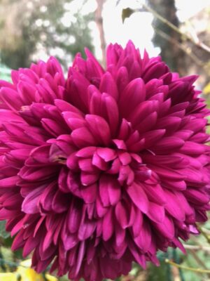 126501445_3165757546869438_7419389264552224701_n