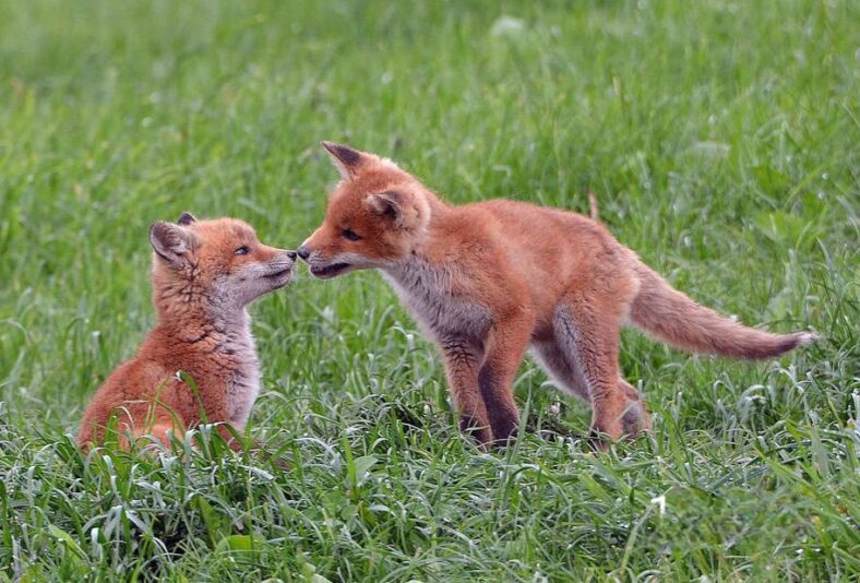 26307220-naturfotograf-dieter-bark-aus-mengeringhausen-hat-die-ersten-wochen-im-leben-von-fuchswelpen-bei-twiste-und-mengeringhausen-mit-der-kamera-1Rfe