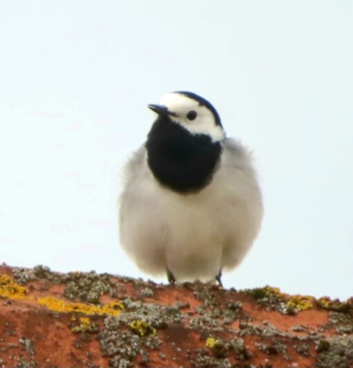 20240410152145_IMG_3234