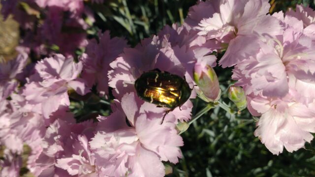 IMG_20200516_113242751