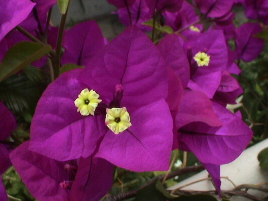 Bougainviilea