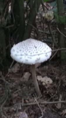 IMG_20200923_114240271