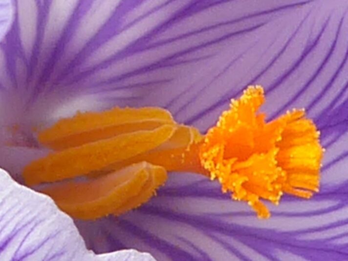 18.3.2022 Freitag Safran Krokus (37)