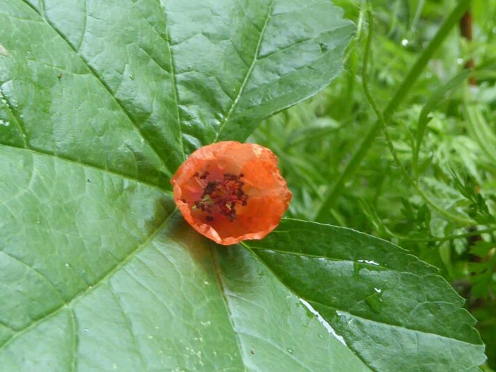 20.8.2022 Samstag (28)