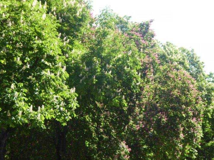 5.5. bis 9.5. Berlin bei B&B&B 8.5.Muttertag (372)