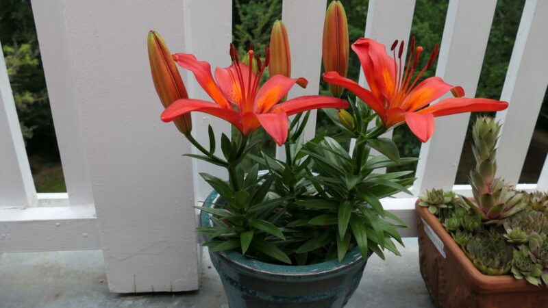 Lilie im Topf 6 -20 (2)