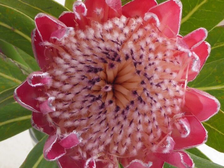 1.12.2021 auf der Blumeninsel Madera (299)