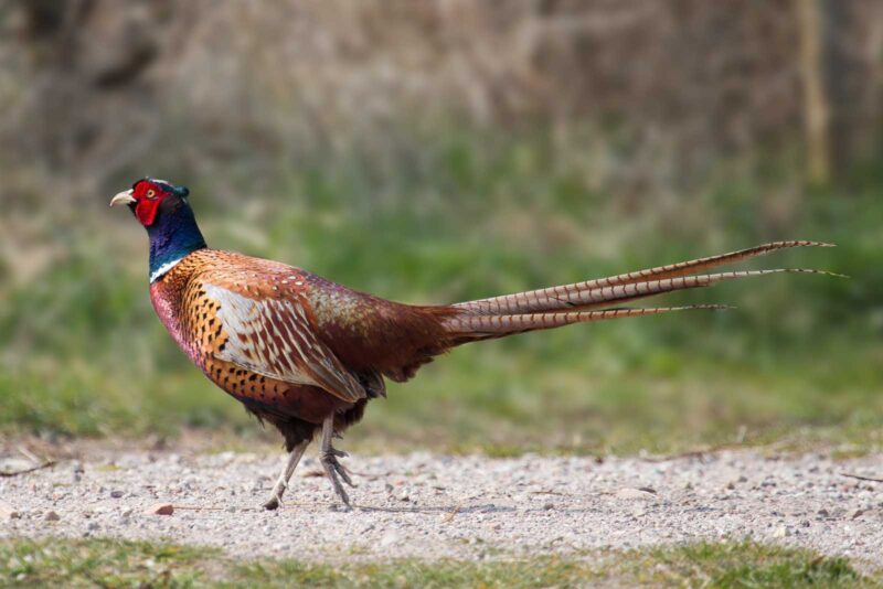 männlicher-jagdfasan