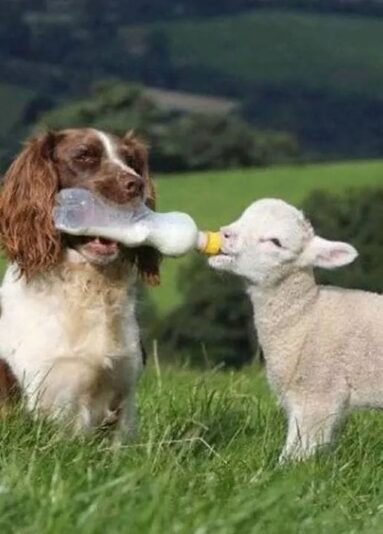 150904515_434645024531078_1502601912949152864_n