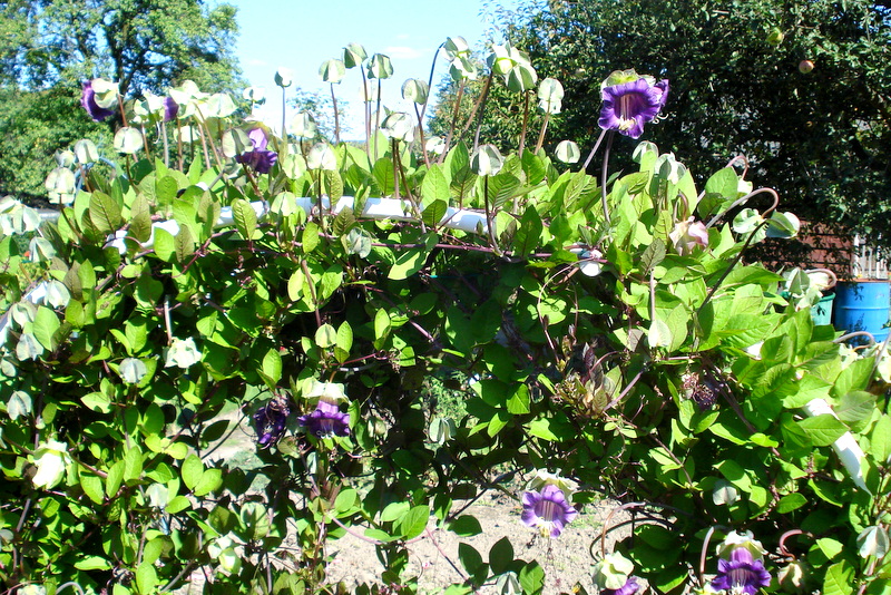 Rosenbogen mit Glocken