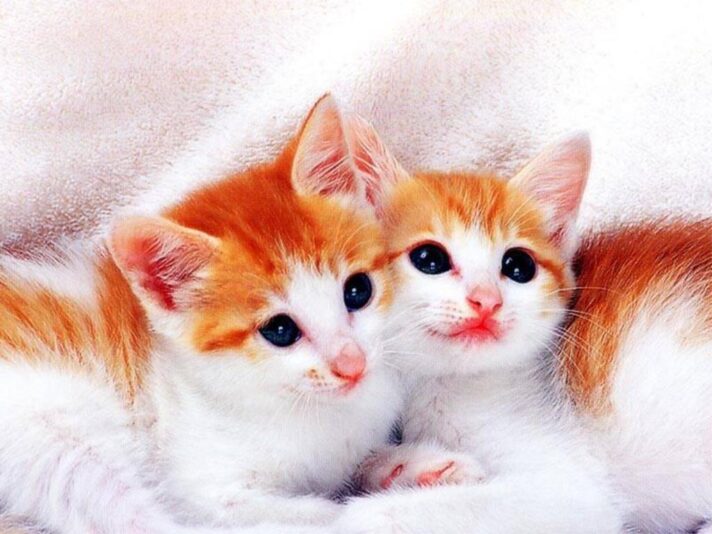 Cute_Cats_Wallpaper_52evg