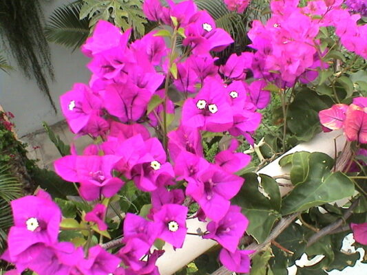 Bougainviilea