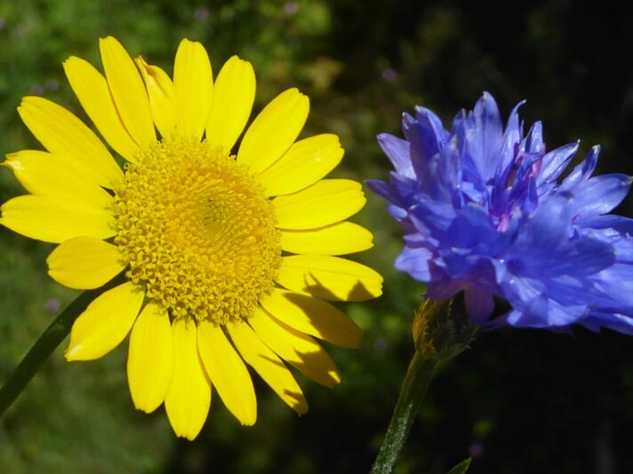 12.7.2021 Montag...früh... (6)