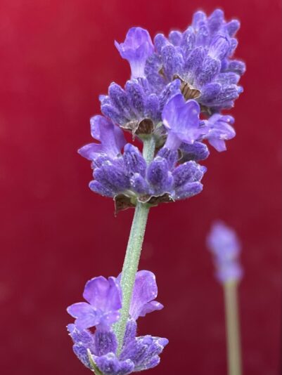 F77BE5CC-46DB-4285-81D8-2720372530D2