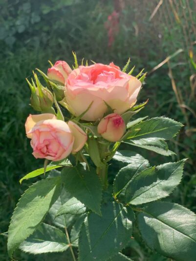 284564875_438107078318832_7221184763355475012_n