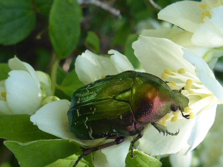 11.6.2021 Freitag bei Karin... (74)