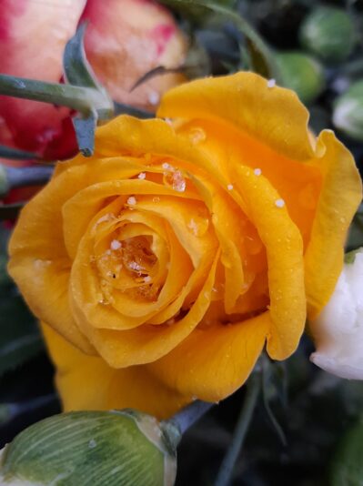 172742245_120329906747357_8399349158685398847_n