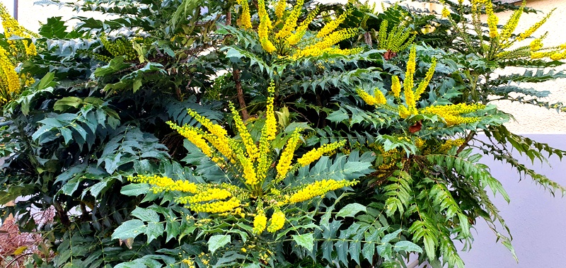 Winter Mahonie - blüht zu Weeihnachten