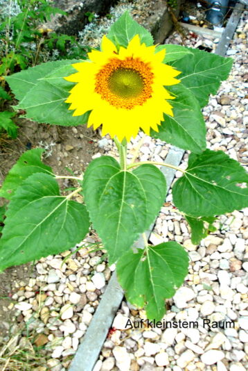 Auf kleinstem Raum .