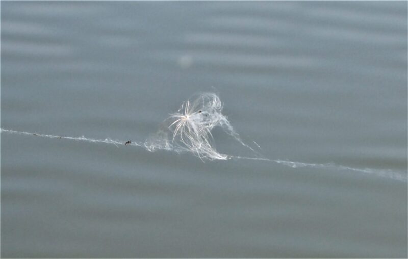 2022-07-024 Fedriges (2)