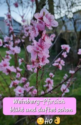 Screenshot_20220329-150854_WhatsApp