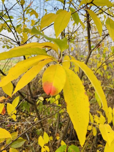 EC794927-4297-4C15-881F-FF0B61DF2F7D